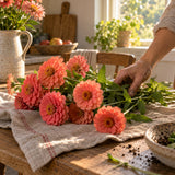 Coral Zinnia Seeds harvest up close