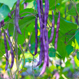 Seed packet for pinkeye purple hull cowpea seeds