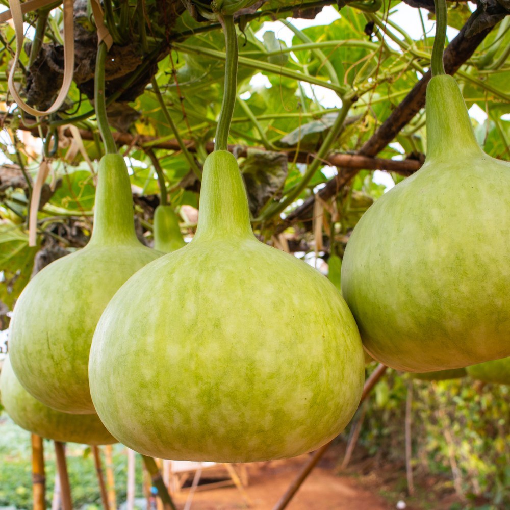Corsican Hard-Shelled Gourd growing in a garden