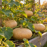 Corsican Hard-Shelled Gourd Seeds growing in a home garden
