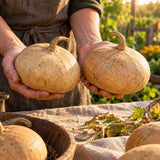 Corsican Hard-Shelled Gourd Seeds harvest up close