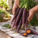 Cosmic Purple Carrot Seeds harvest up close