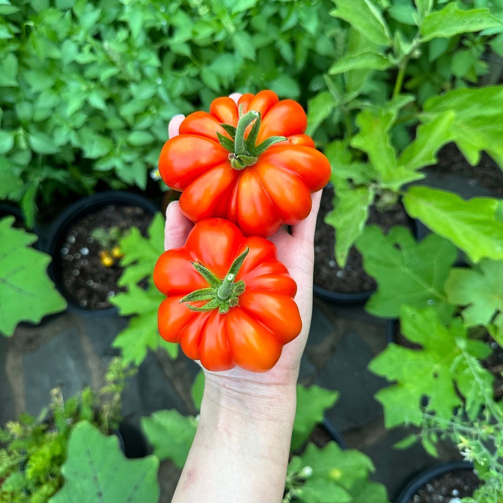 Costoluto Genovese Tomato seed packet