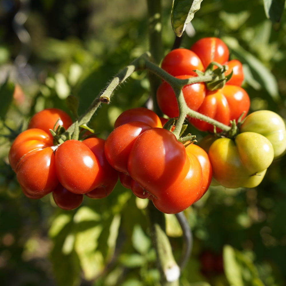 Costoluto Genovese Tomato seed packet