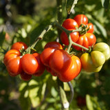 Costoluto Genovese Tomato seed packet
