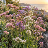 Cotton Candy Blend Statice Seeds growing in a home garden
