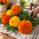Crackerjack African Marigold Flower Seeds harvest up close