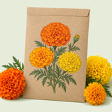 Kraft seed packet illustrated with Crackerjack African Marigold Flower, with fresh Crackerjack African Marigold Flower beside it
