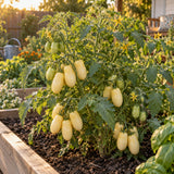 Cream Sausage Bush Tomato Seeds growing in a home garden