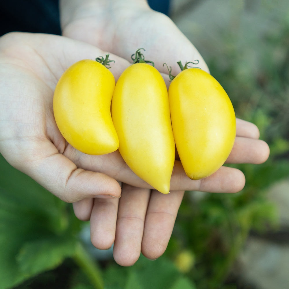 Product image of cream sausage bush tomato seeds