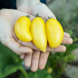 Product image of cream sausage bush tomato seeds