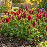 Crimson Clover Cover Crop Seeds growing in a home garden