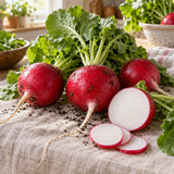 Crimson Giant Radish Seeds harvest up close