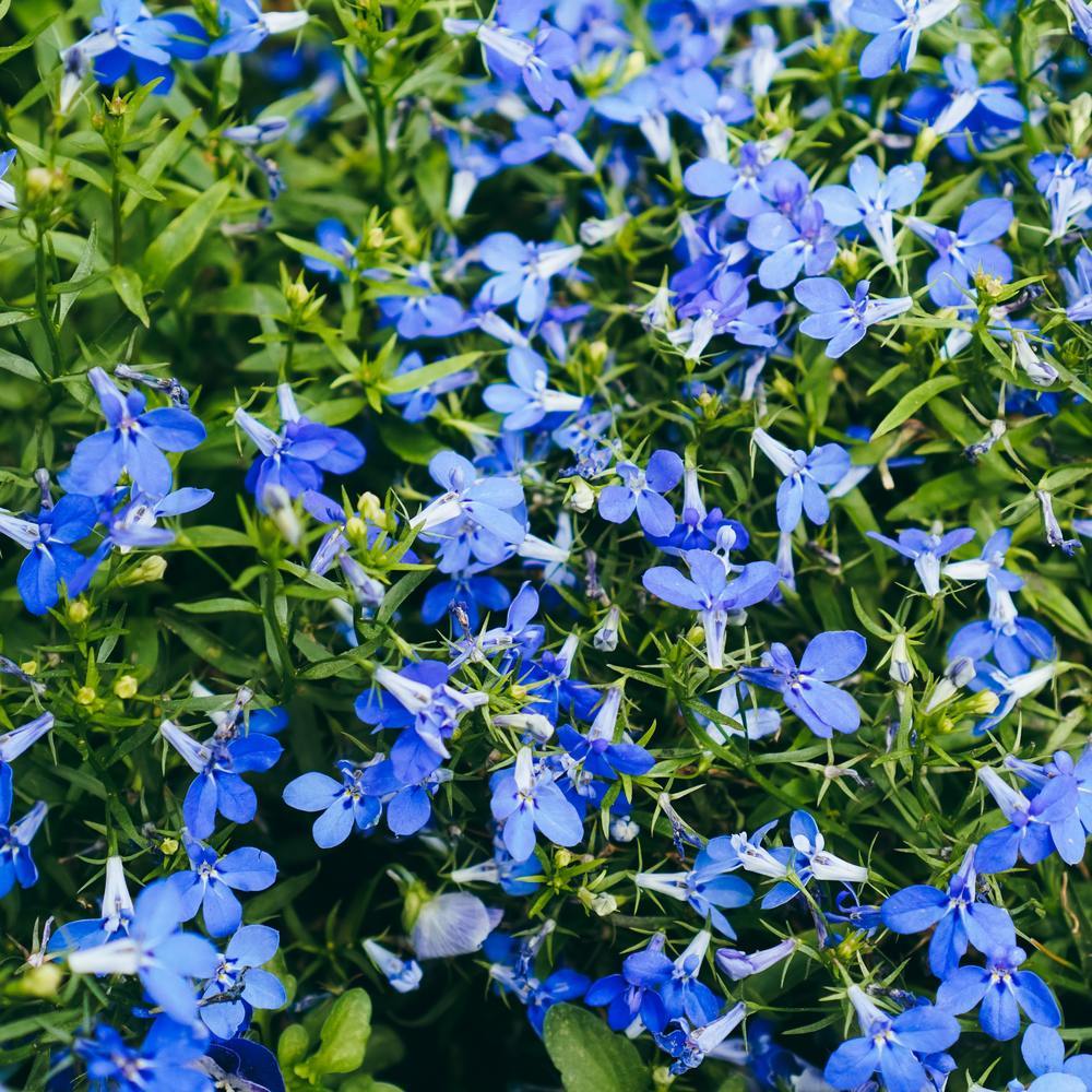 Crystal Palace Lobelia growing in a garden