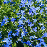 Crystal Palace Lobelia growing in a garden