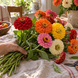 Cut And Come Again Zinnia Flower Seeds harvest up close