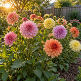 Dahlia Seeds growing in a home garden