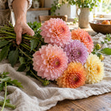 Dahlia Seeds harvest up close