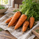 Danvers 126 Carrot Heirloom Seeds harvest up close