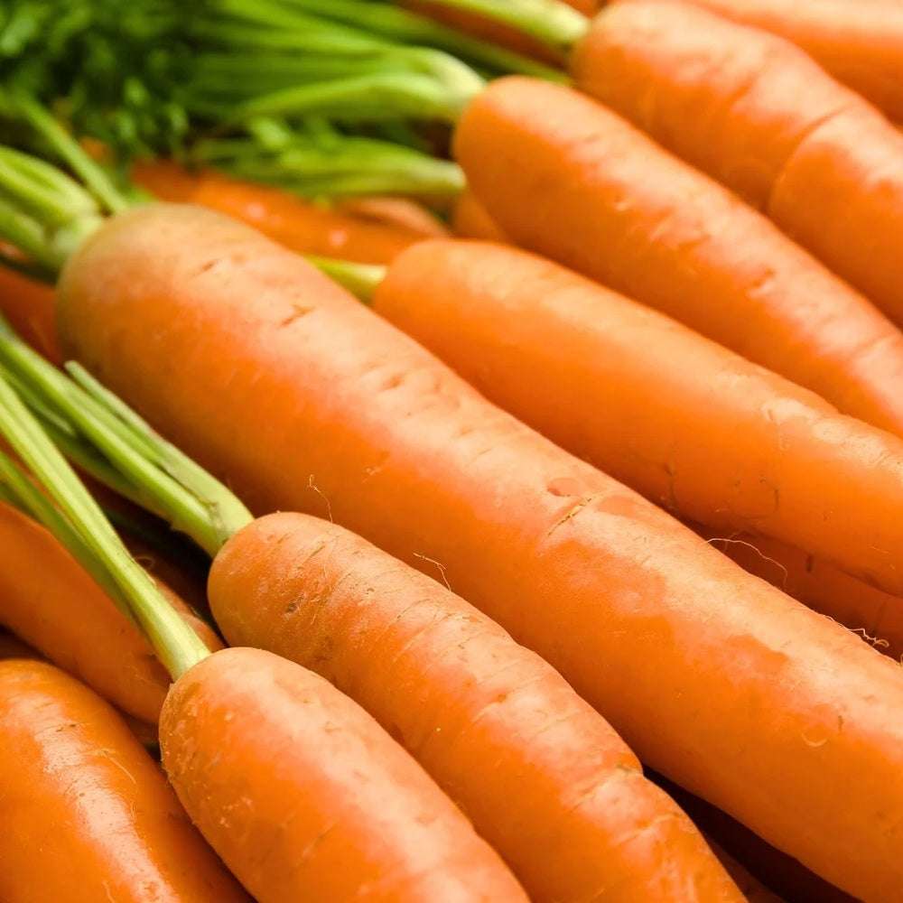 Danvers 126 Carrot Heirloom plants in the garden