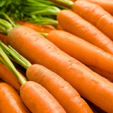 Danvers 126 Carrot Heirloom plants in the garden