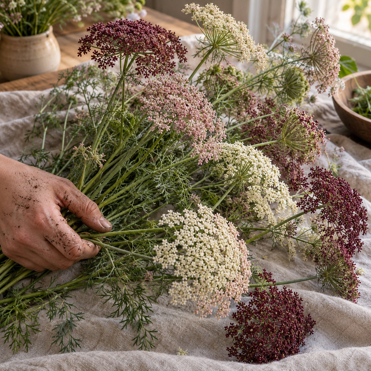 Dara Ammi Seeds harvest up close