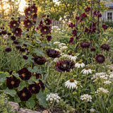 Dark Bloom Flower Seed Bundle growing in a home garden