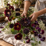 Dark Bloom Flower Seed Bundle harvest up close