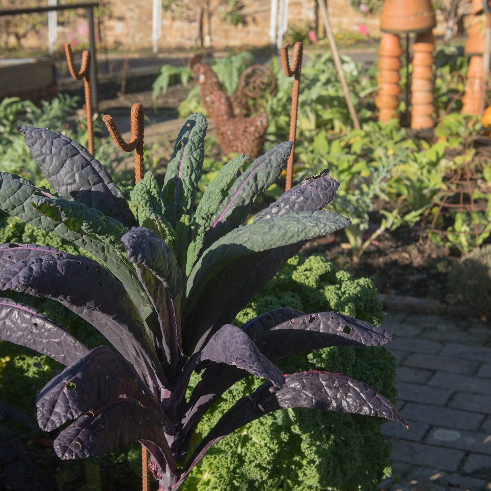 Dazzling Blue Kale growing in a garden