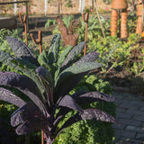 Dazzling Blue Kale growing in a garden