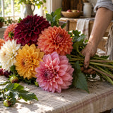 Decorative Double Blend Dahlia Seeds harvest up close