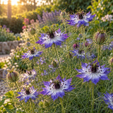 Delft Blue Love In A Mist Seeds growing in a home garden