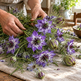Delft Blue Love In A Mist Seeds harvest up close