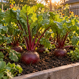 Detroit Dark Red Beet Seeds growing in a home garden