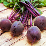 Detroit Dark Red Beet growing in a garden