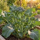 Di Cicco Broccoli Seeds growing in a home garden