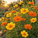 Diablo Cosmos Seeds growing in a home garden