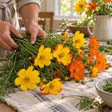 Diablo Cosmos Seeds harvest up close