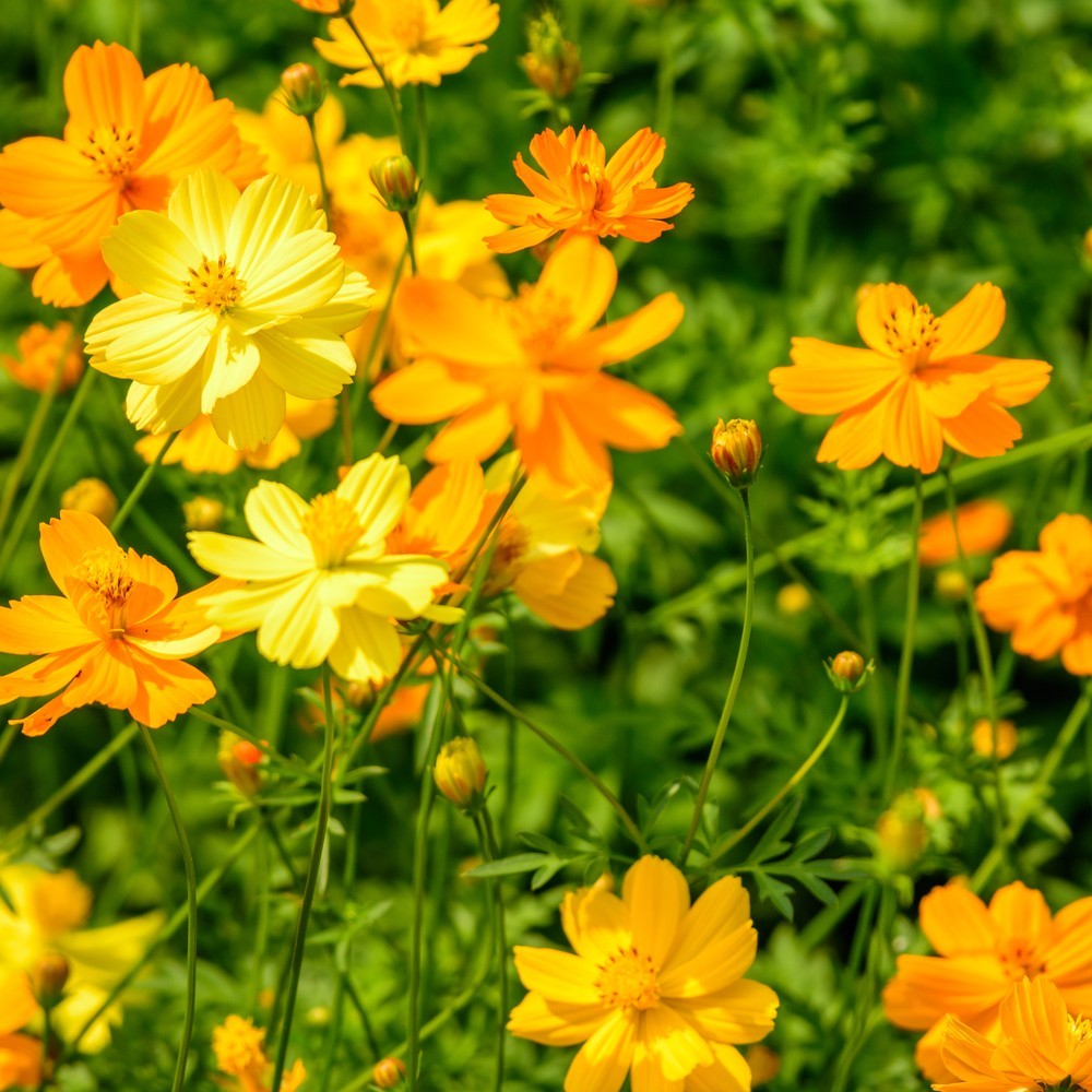 Diablo Cosmos growing in a garden