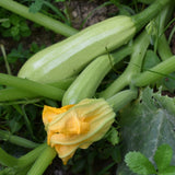 Dirani Summer Squash growing in a garden