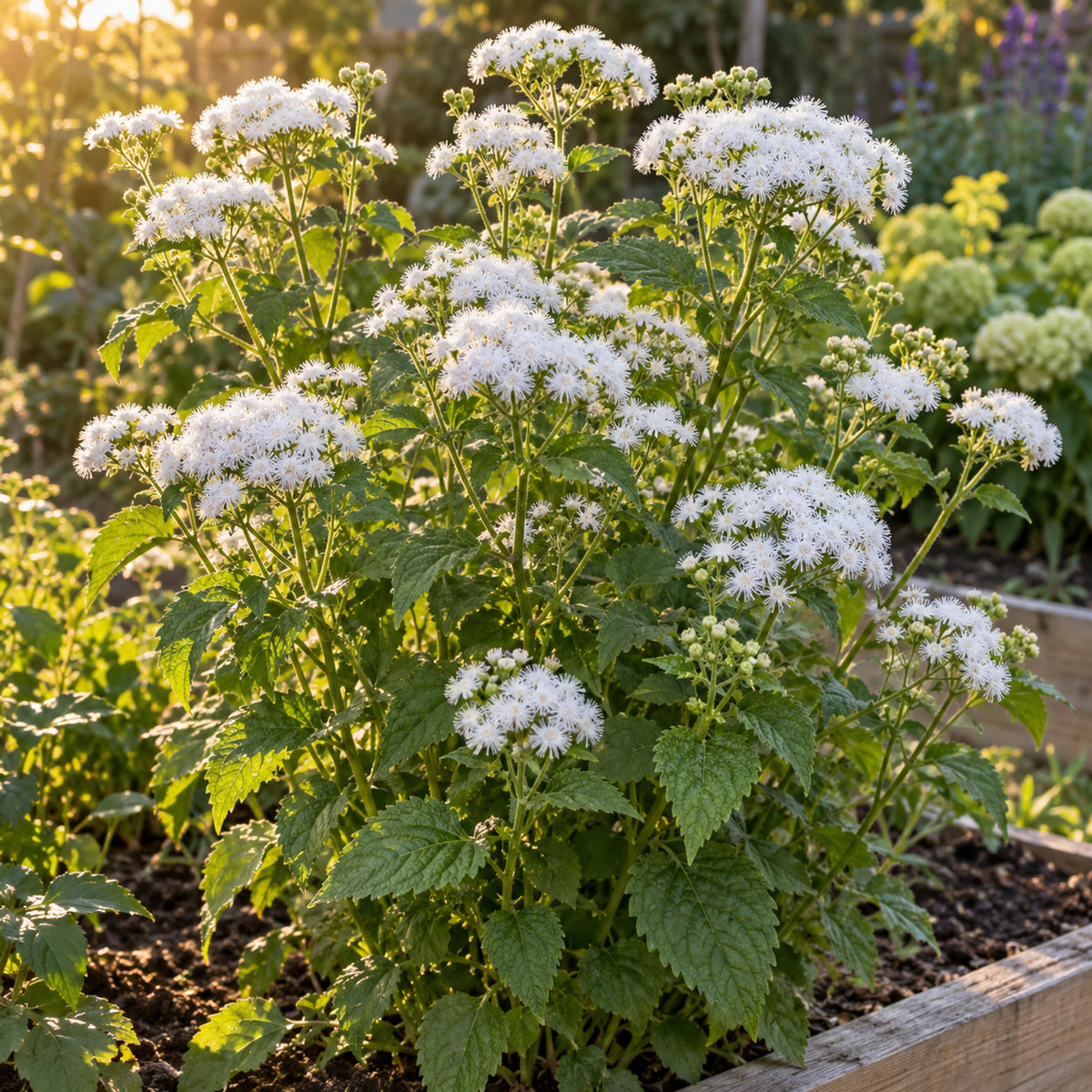 Dondo White Ageratum Seeds growing in a home garden