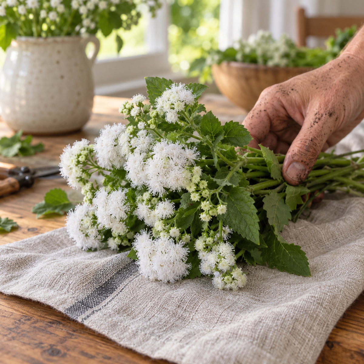 Dondo White Ageratum Seeds harvest up close