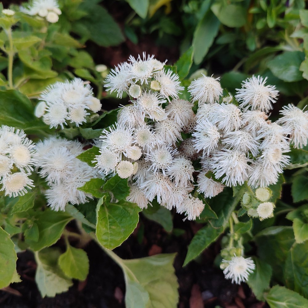 Dondo White Ageratum seed packet