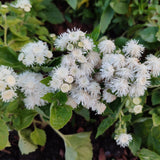 Dondo White Ageratum seed packet