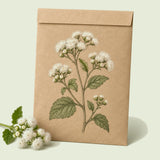 Kraft seed packet illustrated with Dondo White Ageratum, with fresh Dondo White Ageratum beside it