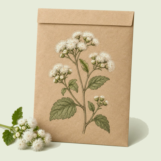 Kraft seed packet illustrated with Dondo White Ageratum, with fresh Dondo White Ageratum beside it