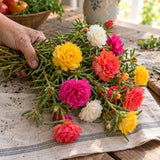Double Blend Portulaca (Moss Rose) Seeds harvest up close