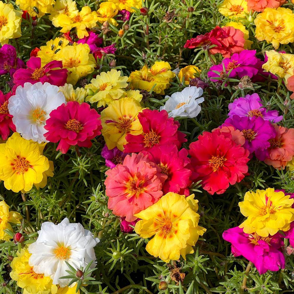 Double Blend Portulaca (Moss Rose) growing in a garden