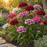 Double Blend Sweet William Seeds growing in a home garden