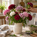 Double Blend Sweet William Seeds harvest up close